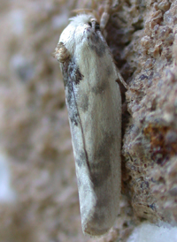 Schlaeger's Fruitworm